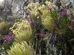 Pico Bolivar and Pico Humbldt trekking